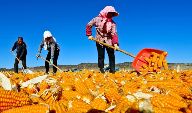 做玉米生意每斤利润（玉米亩产量2000斤） 1