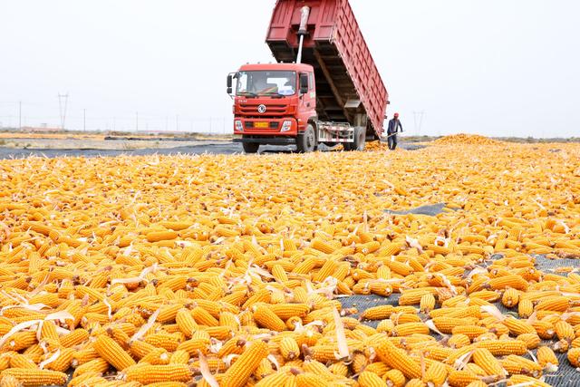 做玉米生意每斤利润（玉米亩产量2000斤） 4