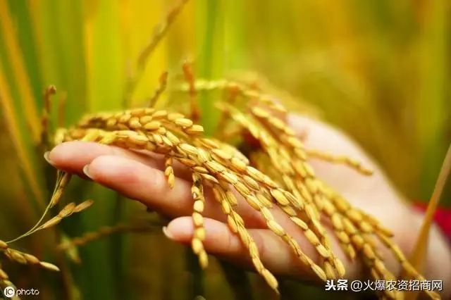 2020年种植稻谷赚钱吗？种植前景咋样
