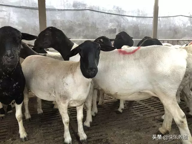 农村养羊赚钱吗（养羊就是个坑十个就有九个亏） 1