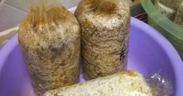 袋栽香菇的选袋和选料以及配方(秋栽袋料香菇种植技术)