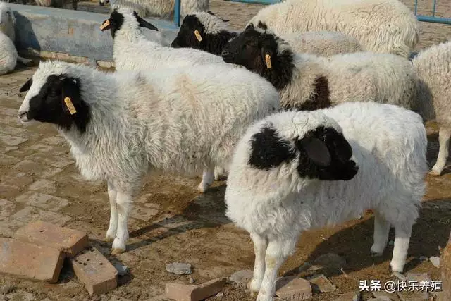 农村养羊赚钱吗（养羊就是个坑十个就有九个亏） 2