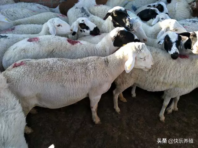 农村养羊赚钱吗（养羊就是个坑十个就有九个亏） 3