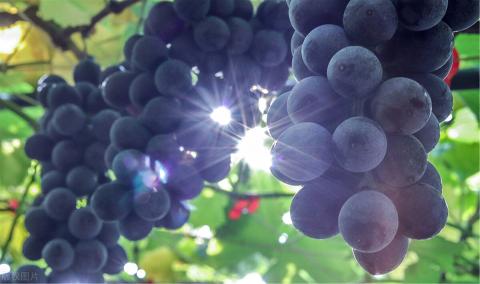 葡萄是什么季节的水果（葡萄是夏季还是秋季成熟） 1