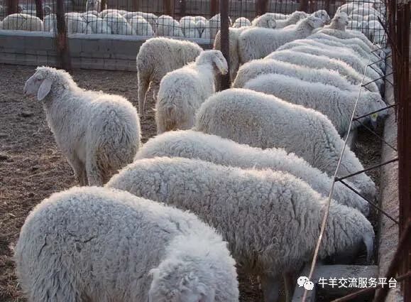 小尾寒羊价格多少一斤（小尾寒羊养殖市场行情分析） 3