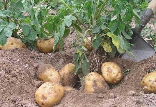 内蒙古土豆价格是多少钱一斤（内蒙土豆主要产地在哪） 3
