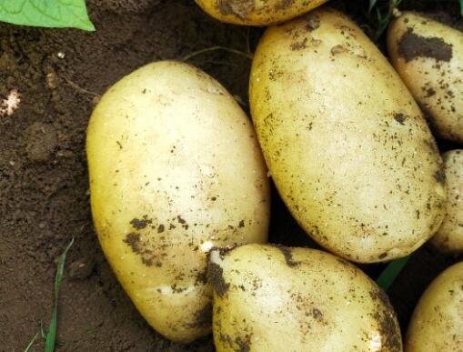 内蒙古土豆价格是多少钱一斤（内蒙土豆主要产地在哪） 2