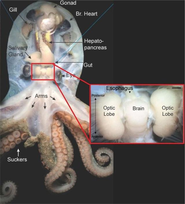 章鱼有几个大脑（章鱼有9个大脑，还能编辑基因？） 5