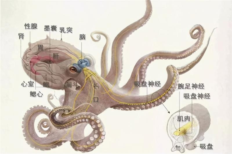 章鱼有几个大脑（章鱼有9个大脑，还能编辑基因？） 4