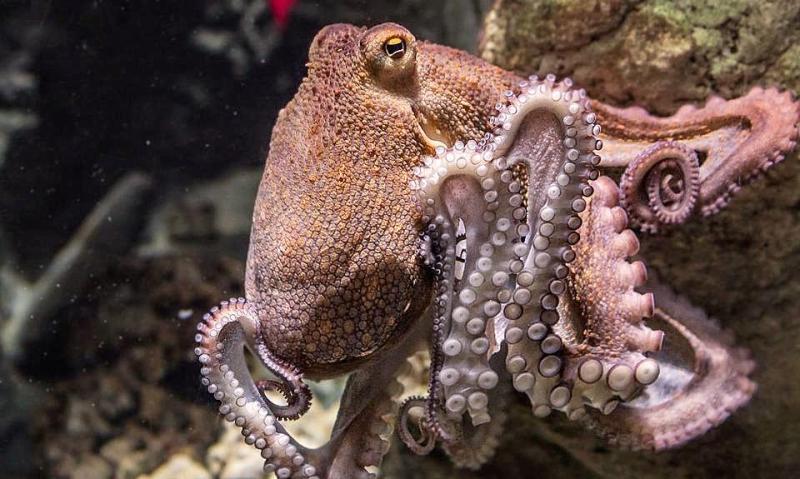 章鱼有几个大脑（章鱼有9个大脑，还能编辑基因？） 9