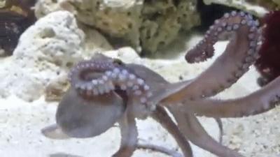 章鱼有几个大脑（章鱼有9个大脑，还能编辑基因？） 14