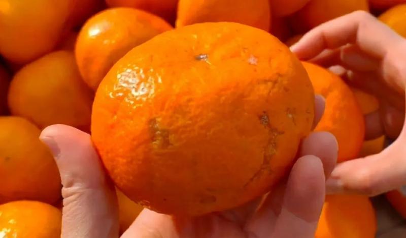 橘子大量上市，怎么能挑到水分充足还甜的橘子？用这5个技巧试试 3