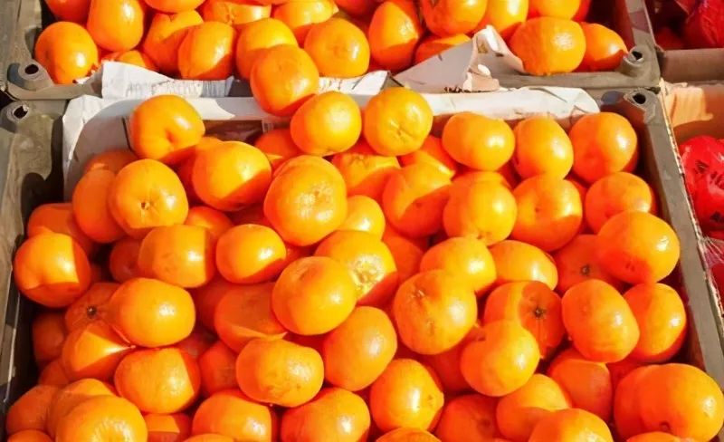 橘子大量上市，怎么能挑到水分充足还甜的橘子？用这5个技巧试试 4